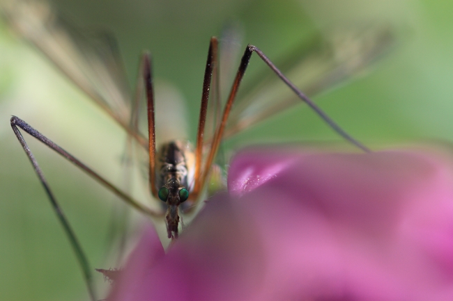 macro 2014-04-20.JPG